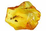mm Large, Detailed Fossil Fly (Diptera) in Baltic Amber #145421-1